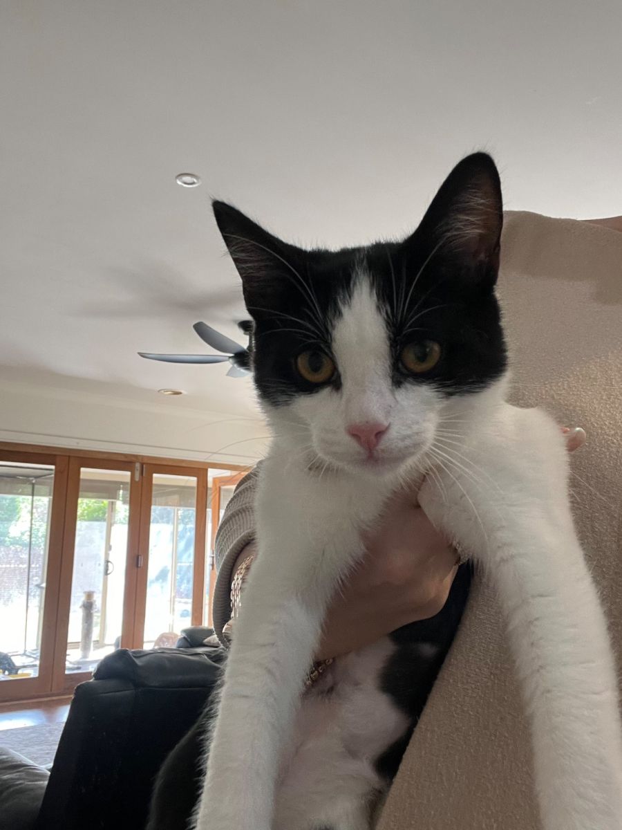 Venus meet me Petstock Mornington Central Female Domestic Short Hair Cat in VIC PetRescue