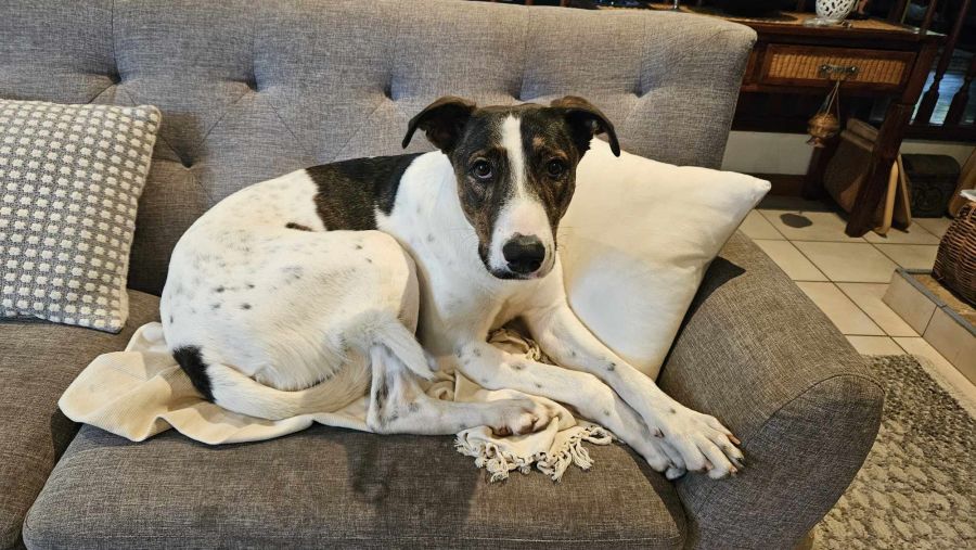 Dylan - Large Male Mixed Breed x German Shorthaired Pointer x Greyhound ...