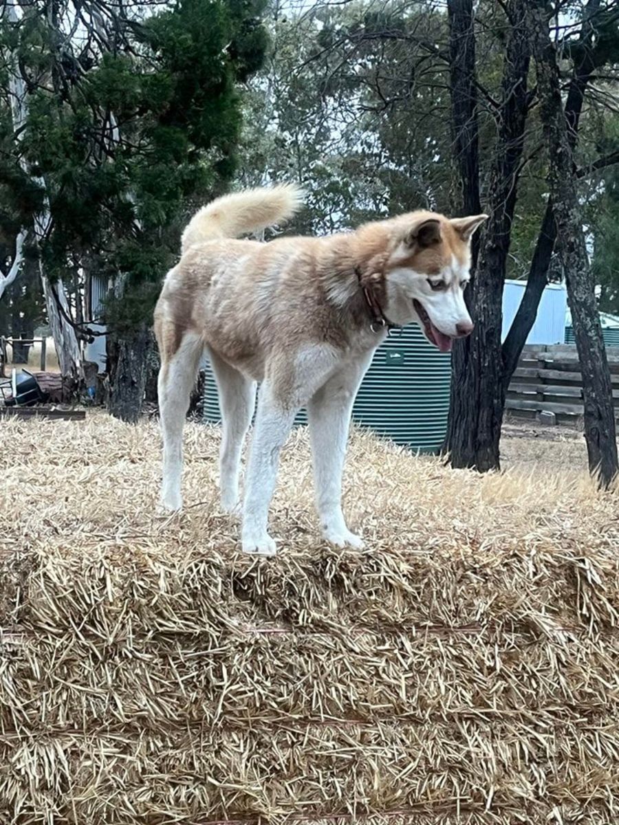 Molly - Medium Female Siberian Husky Dog in VIC - PetRescue