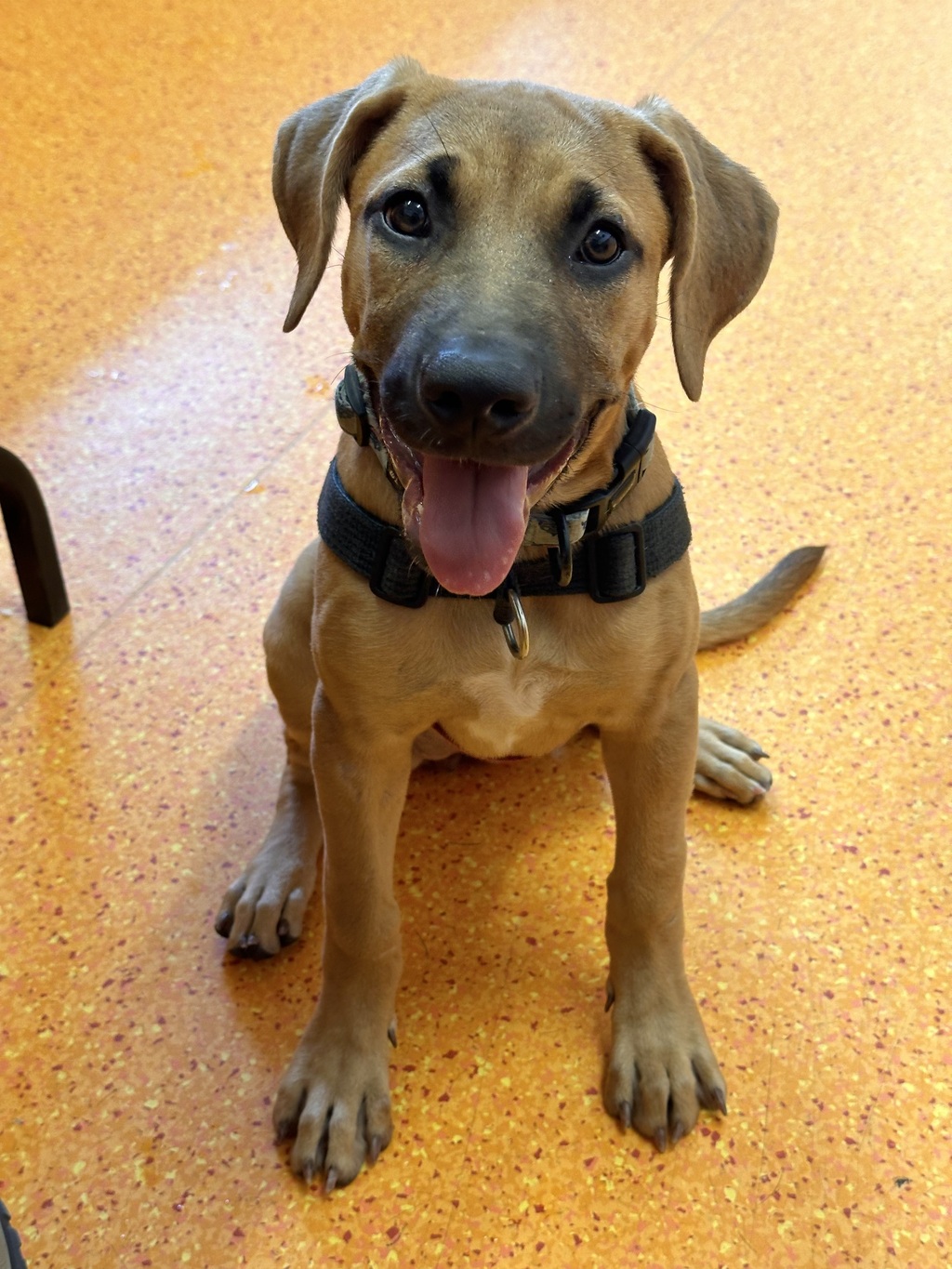 Arabic Ridgeback Cronutt - Large Female Bull Arab x Rhodesian Ridgeback Mix Dog in QLD ...