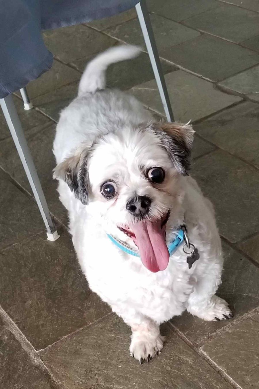 Shadow Small Male Maltese x Shih Tzu x Poodle Mix Dog in NSW PetRescue