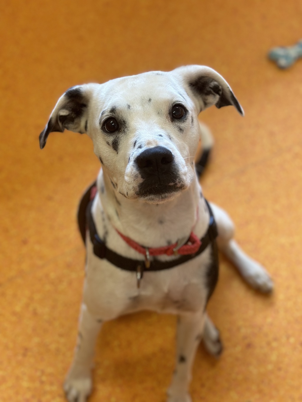 cecillia-medium-female-dalmatian-x-english-staffordshire-bull-terrier