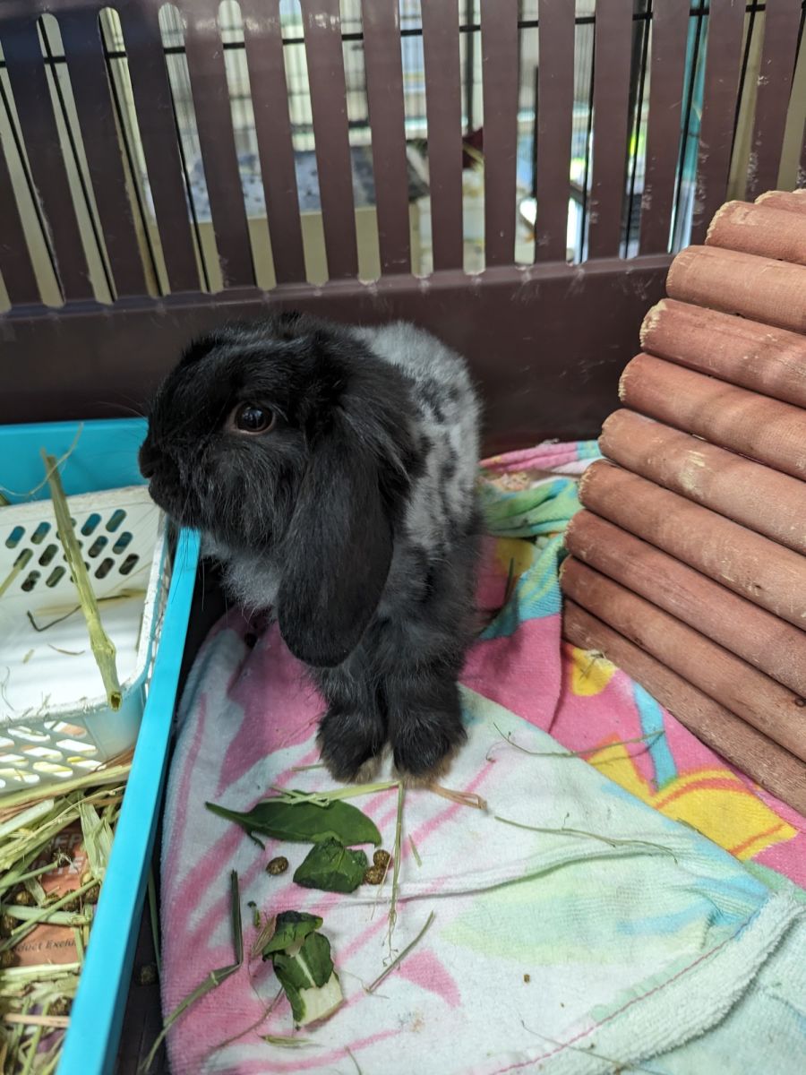 Eva - Female Cashmere Rabbit in VIC - PetRescue