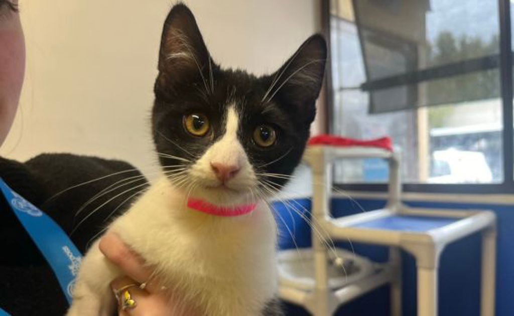 Apollo - Male Domestic Short Hair Mix Cat in VIC - PetRescue