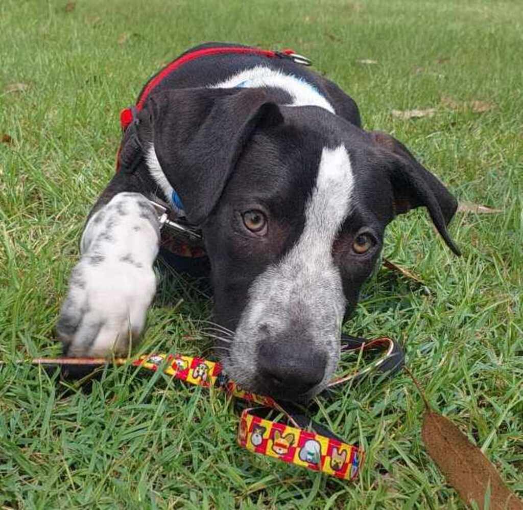Spud Medium Male Border Collie x Bull Arab Mix Dog in QLD PetRescue