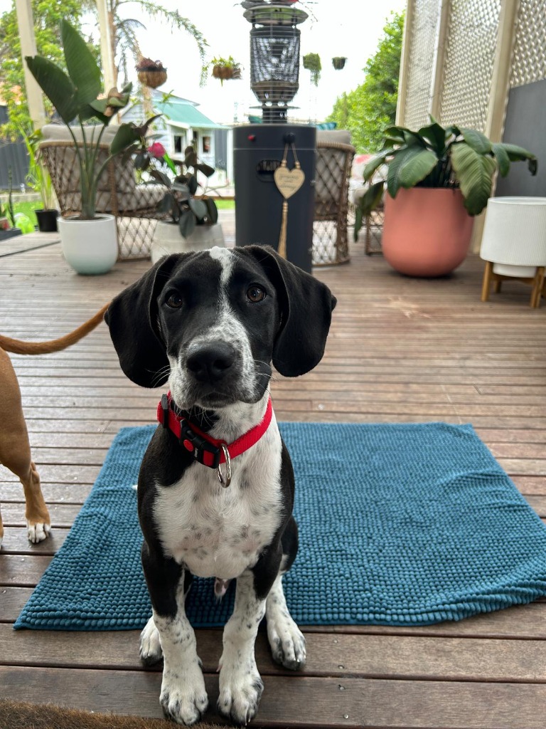 Gerry - Large Male German Shorthaired Pointer x Greyhound Mix Dog in ...