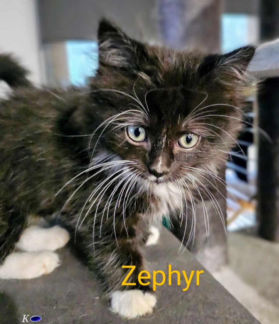 Zephyr meet me Petstock Mornington central store Female Domestic Long Hair Cat in VIC PetRescue