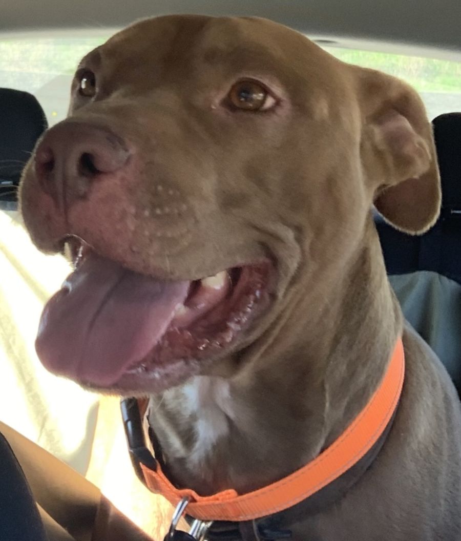 Bevan Medium Male American Staffordshire Terrier Mix Dog in VIC PetRescue