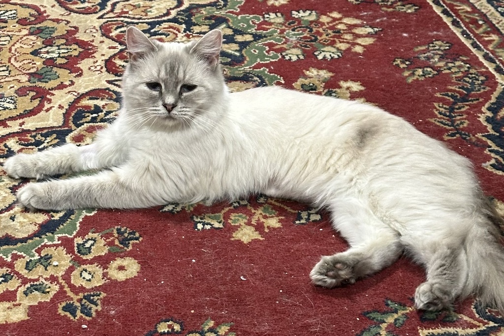 Willow - Female Domestic Medium Hair x Ragdoll Mix Cat in VIC - PetRescue