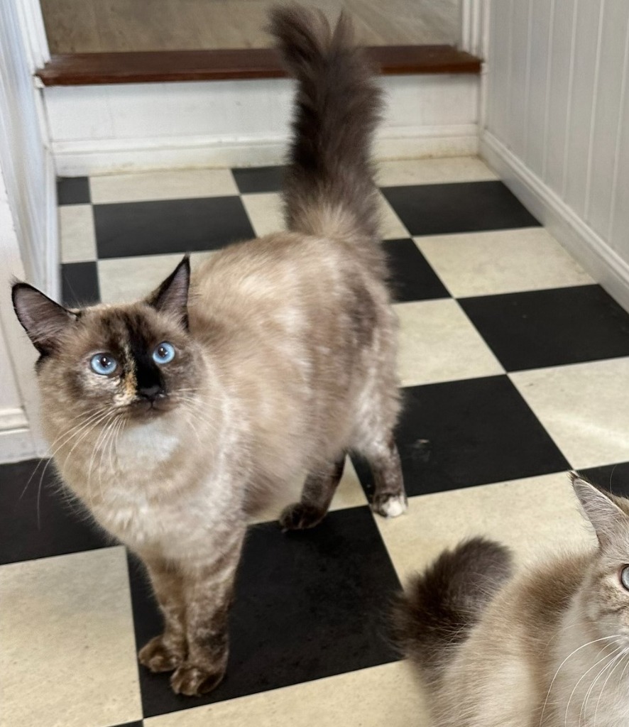 Midori Ragdoll Midori - Female Domestic Short Hair x Ragdoll Cat in QLD - PetRescue
