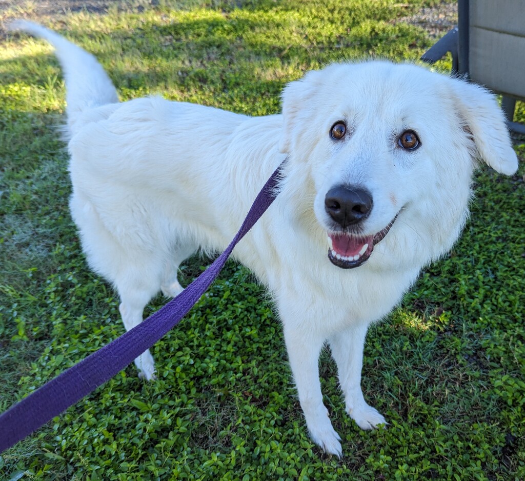 Snow - Large Female Maremma Sheepdog Mix Dog in QLD - PetRescue