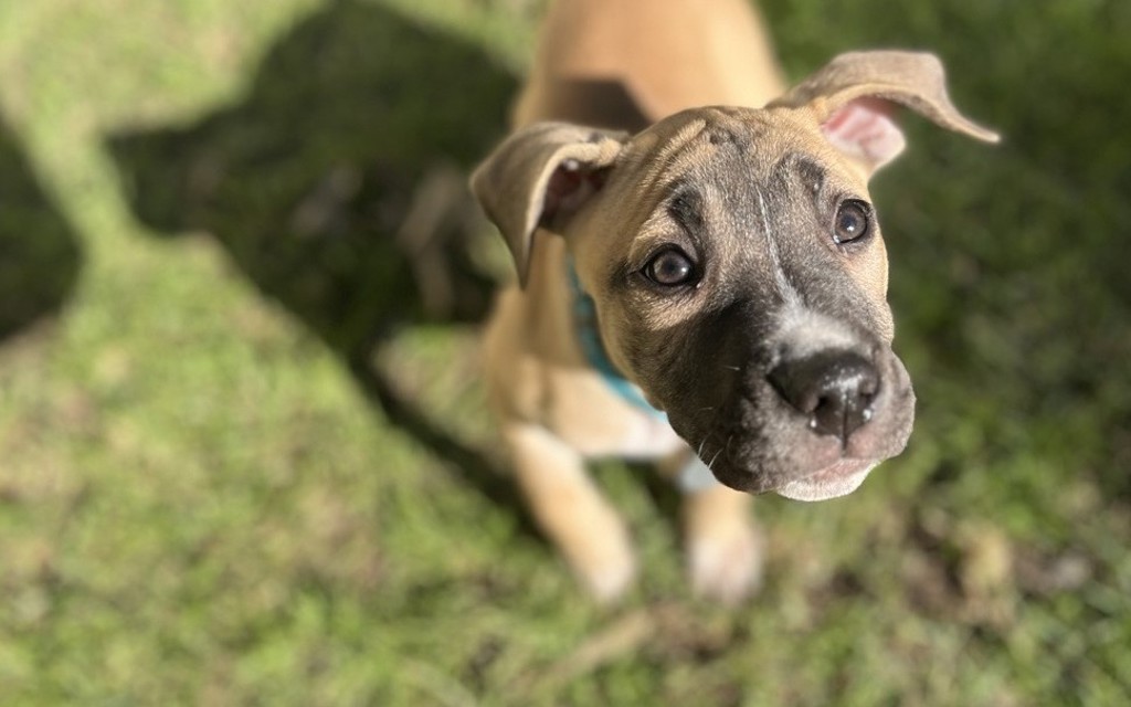 zuki - Medium Female Rhodesian Ridgeback x Staffy Mix Dog in VIC ...
