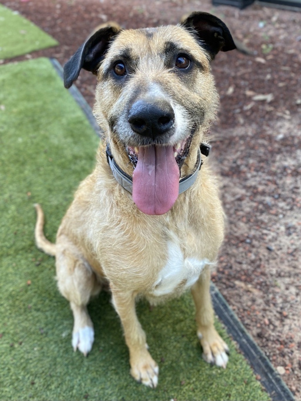 Shelby - Large Female Mastiff x Staghound Mix Dog in VIC - PetRescue