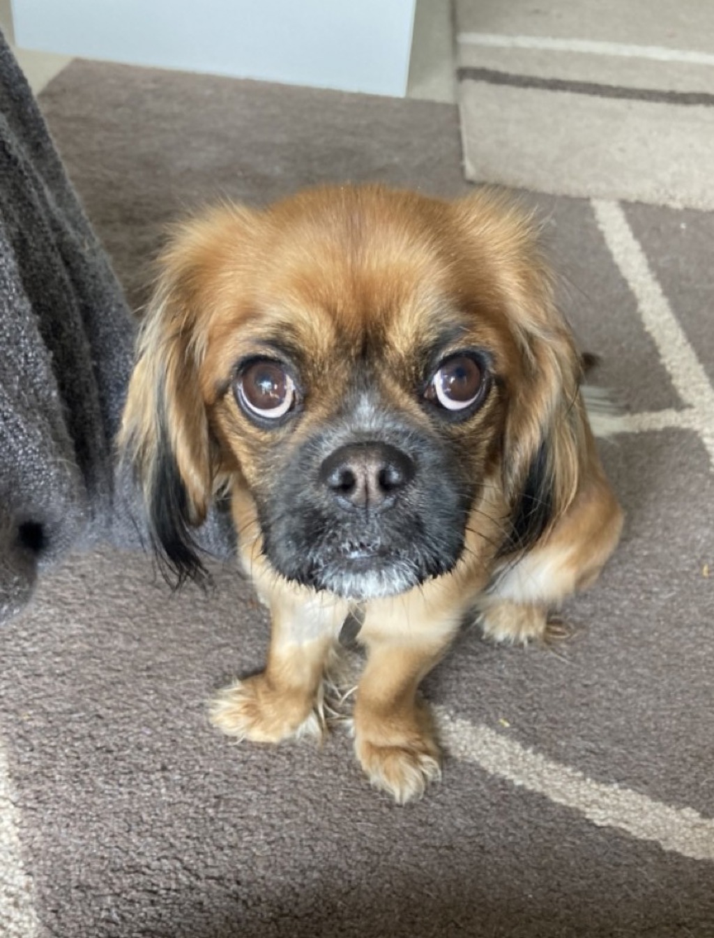 Millie Small Female Cavalier King Charles Spaniel x Pug Mix Dog in ACT PetRescue