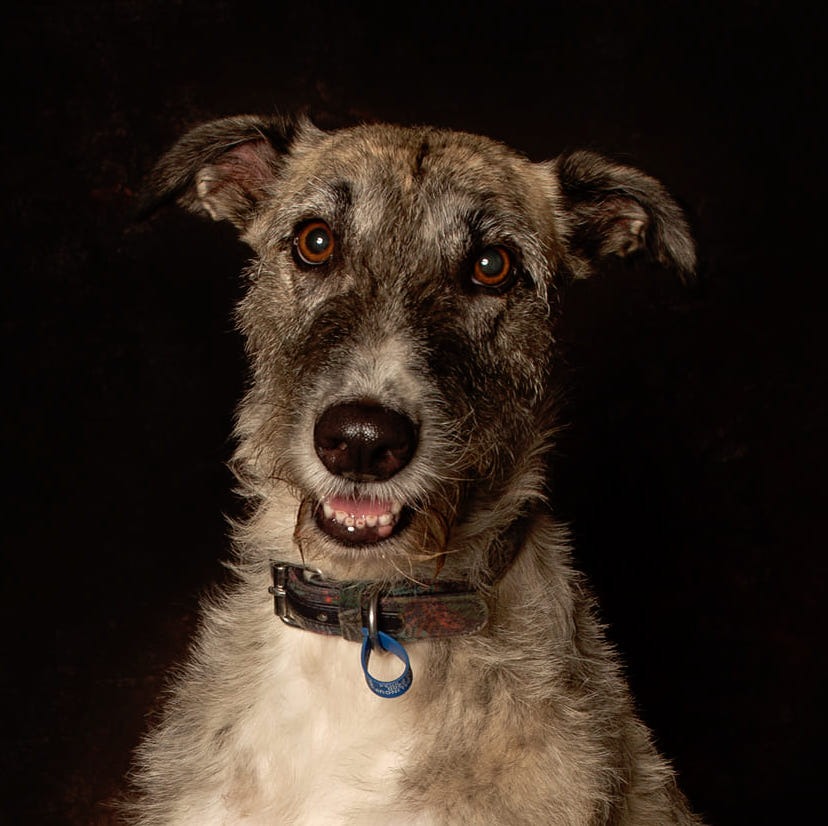 charlotte-large-female-irish-wolfhound-dog-in-wa-petrescue