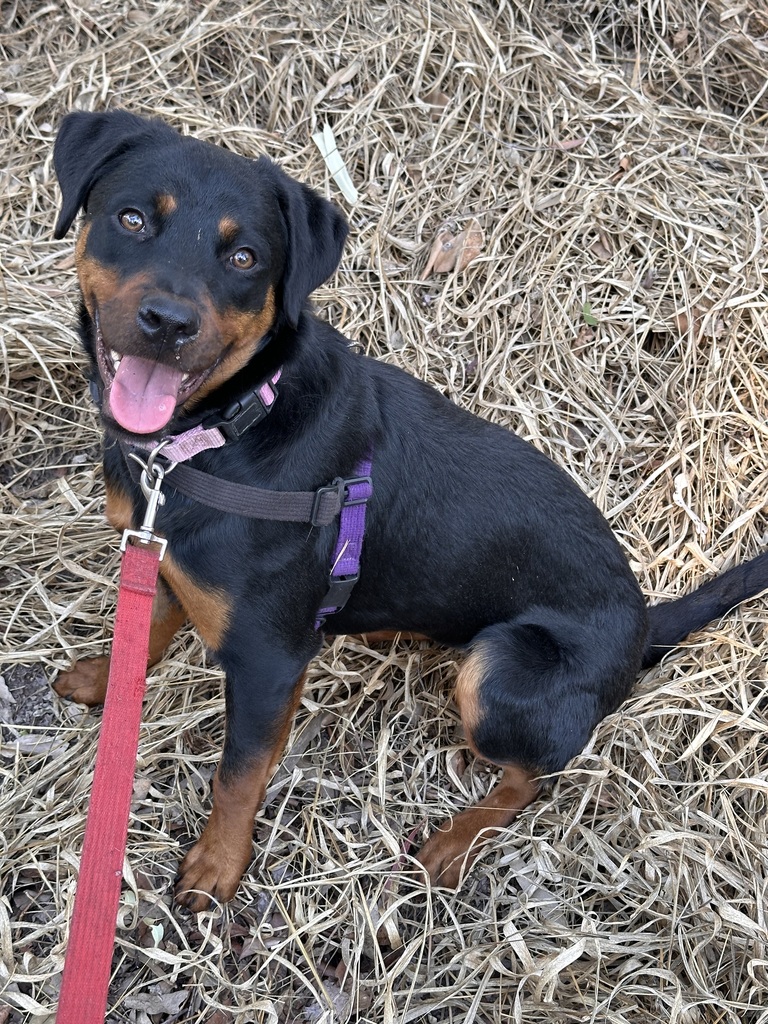 Daisy - Medium Female Rottweiler Mix Dog in QLD - PetRescue
