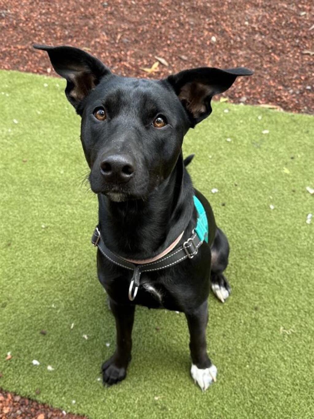 mouse-medium-female-irish-wolfhound-x-kelpie-mix-dog-in-vic-petrescue