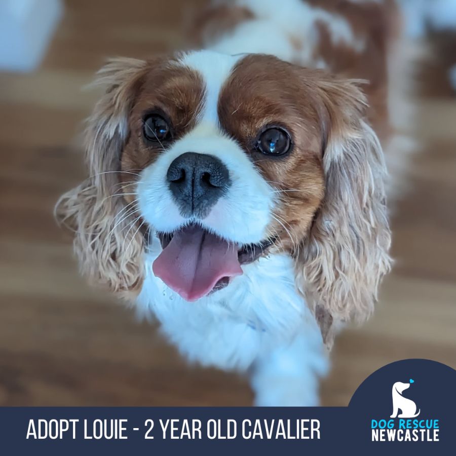Puppies For Sale King Charles Puppy Rescue Cavalier Rescue