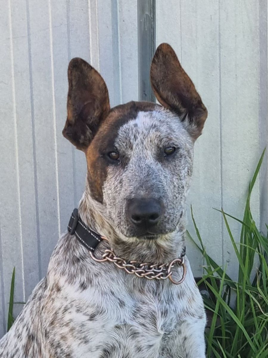 Heeler Mix Blue Heeler In Heat Aussie Mix Bull Heeler Dog Dog