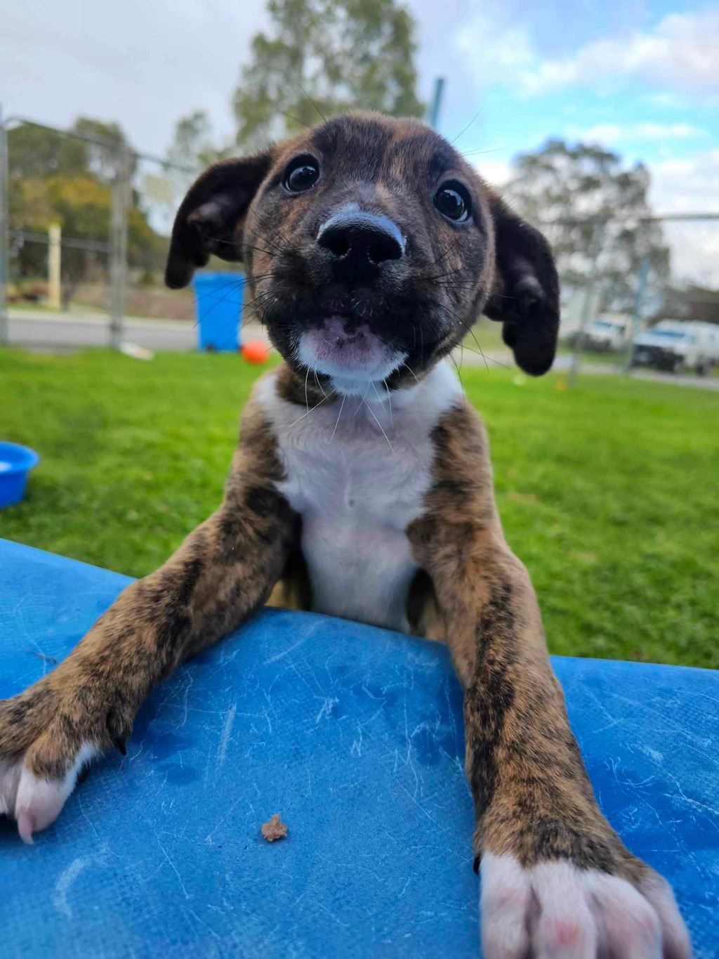Spike - Large Male Rhodesian Ridgeback x Staffy Mix Dog in WA - PetRescue