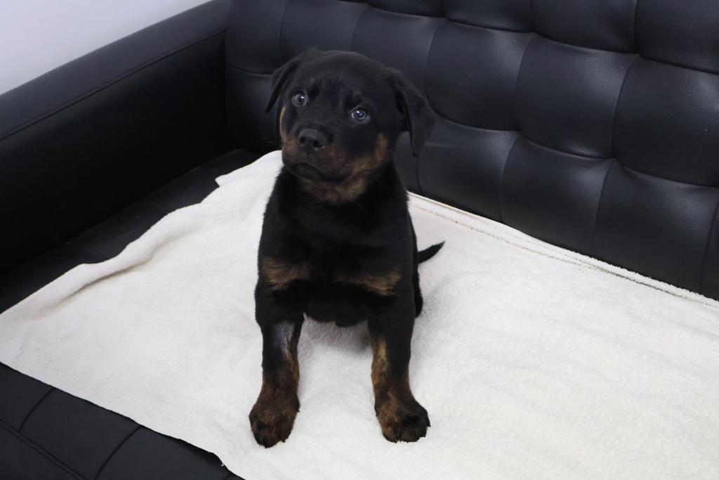 Midnight - Large Male Rottweiler Mix Dog in VIC - PetRescue