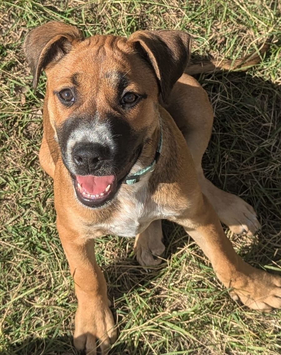 Faline - Medium Female Australian Cattle Dog x Staffy Dog in QLD ...