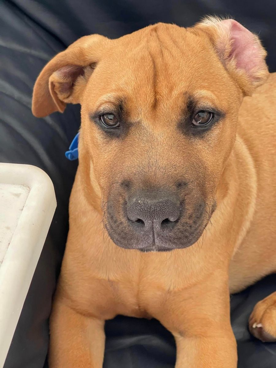 ovaltine-medium-female-rhodesian-ridgeback-x-staffy-dog-in-nsw