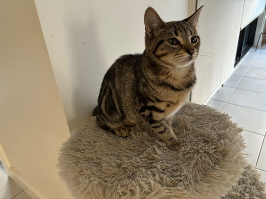 Deepa meet me at Petstock Hastings store Female Domestic Short Hair