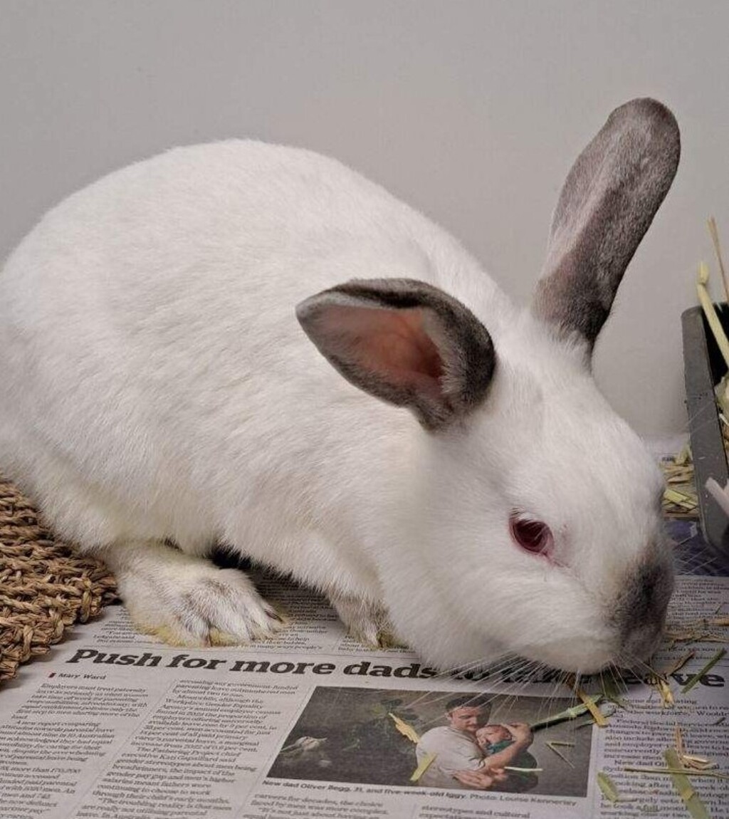 Raven - Female Californian Rabbit in VIC - PetRescue