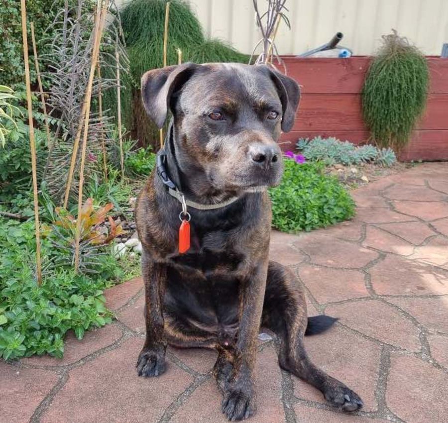 Opie Medium Male Rottweiler x Staffordshire Bull Terrier Mix Dog in QLD PetRescue