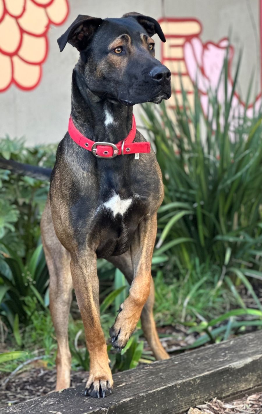 Diesel Large Male Bull Arab x Irish Wolfhound Mix Dog in NSW PetRescue
