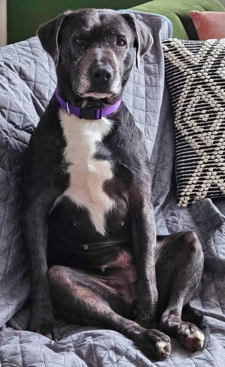 Ahsoka - Medium Female Labrador x Staffy Mix Dog in VIC - PetRescue