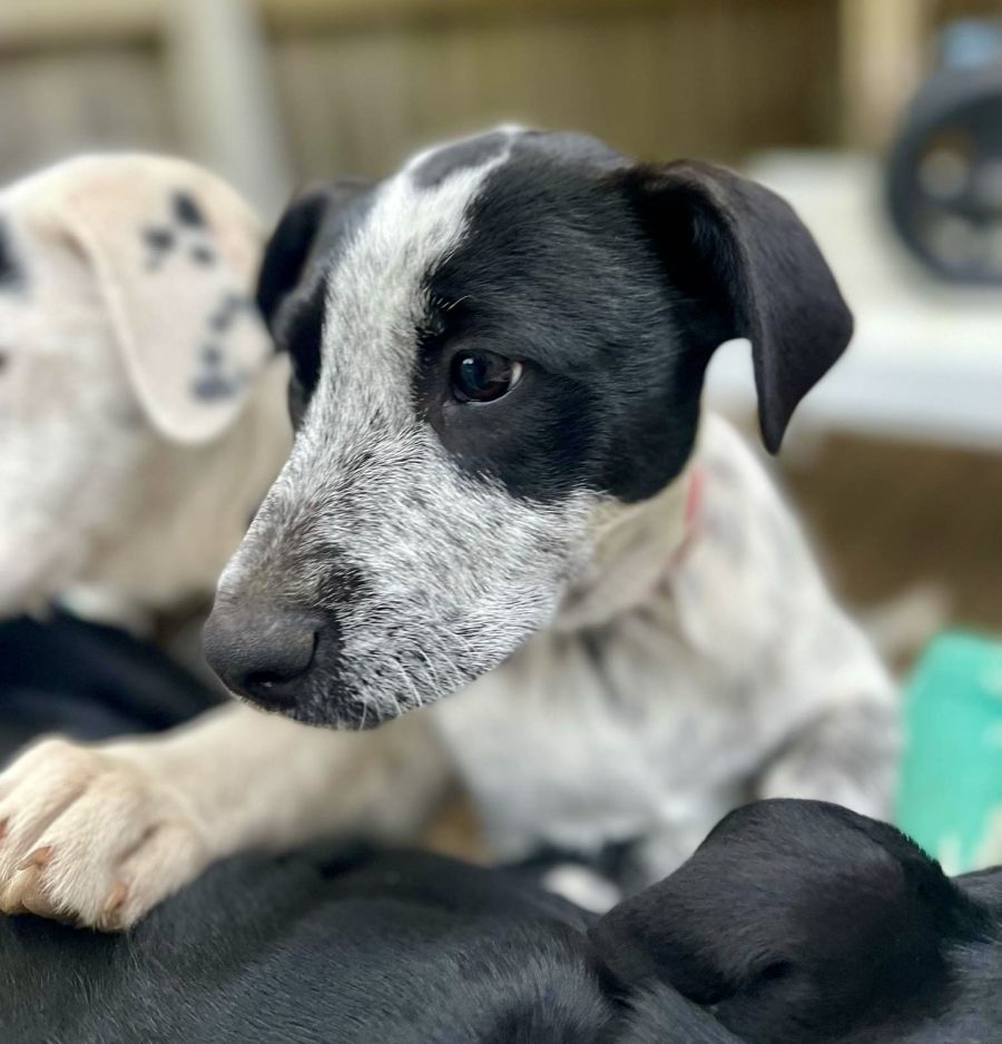 Coventry Large Female Bull Arab x Staghound x Kelpie x Border Collie Mix Dog in VIC PetRescue