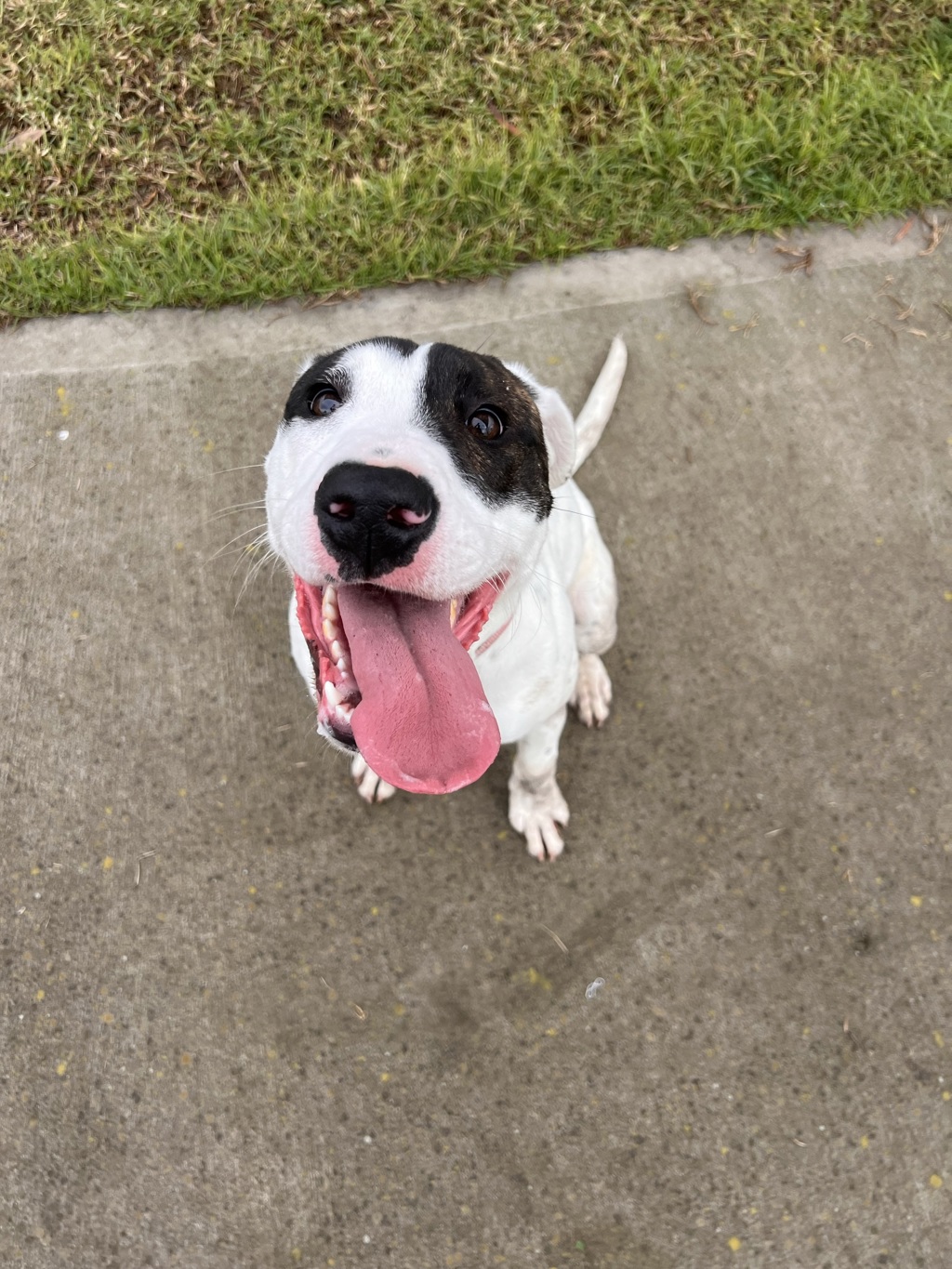 Sheba Large Female Bullmastiff x Irish Wolfhound Mix Dog in VIC PetRescue