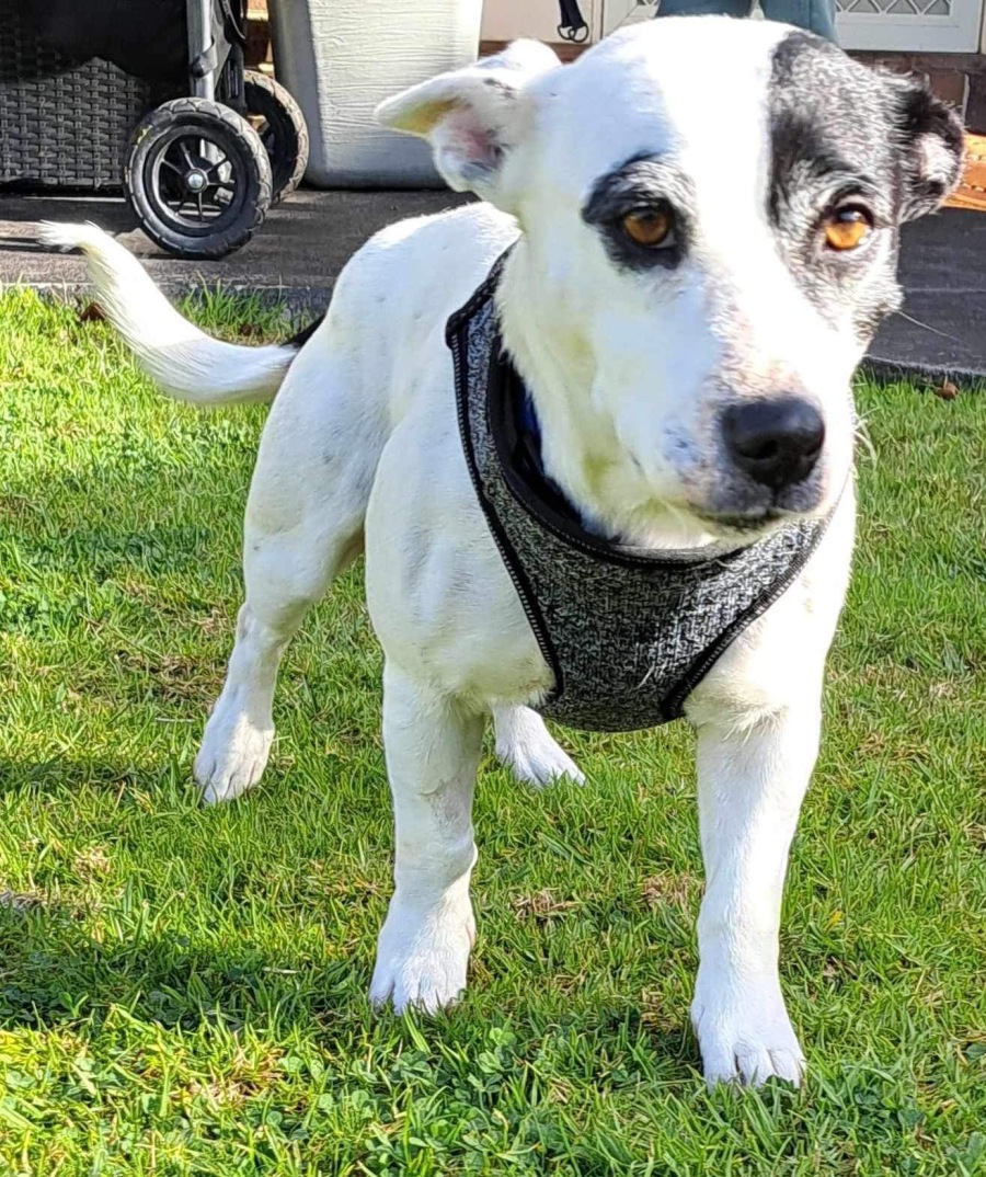 Roo 💜 - Small Female Jack Russell Terrier Mix Dog in VIC - PetRescue