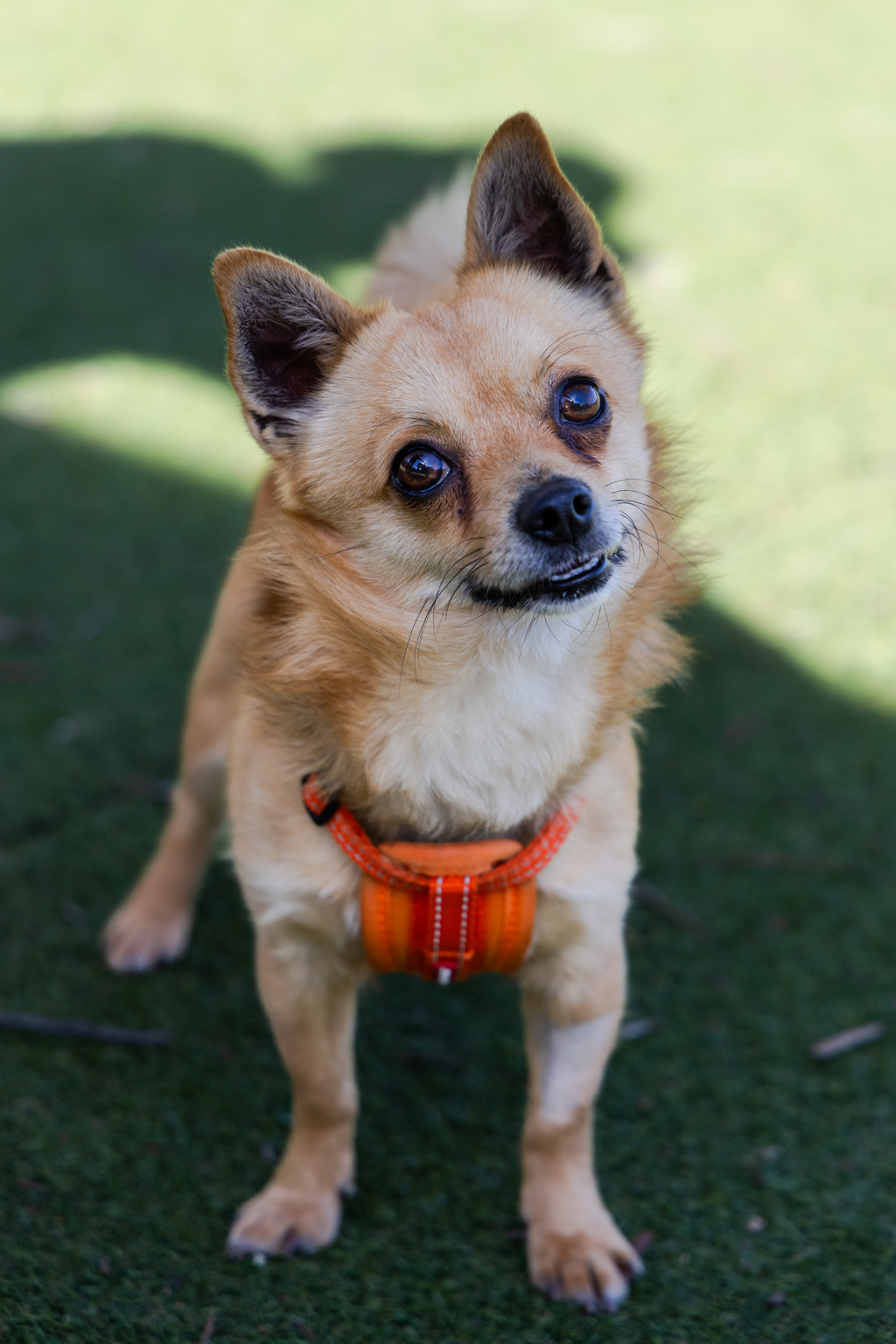 Buddy - Small Male Chihuahua x Pomeranian Mix Dog in NSW - PetRescue