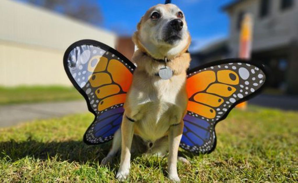 Jack Inu Lucky - Small Male Jack Russell Terrier x Shiba Inu Mix Dog in VIC ...