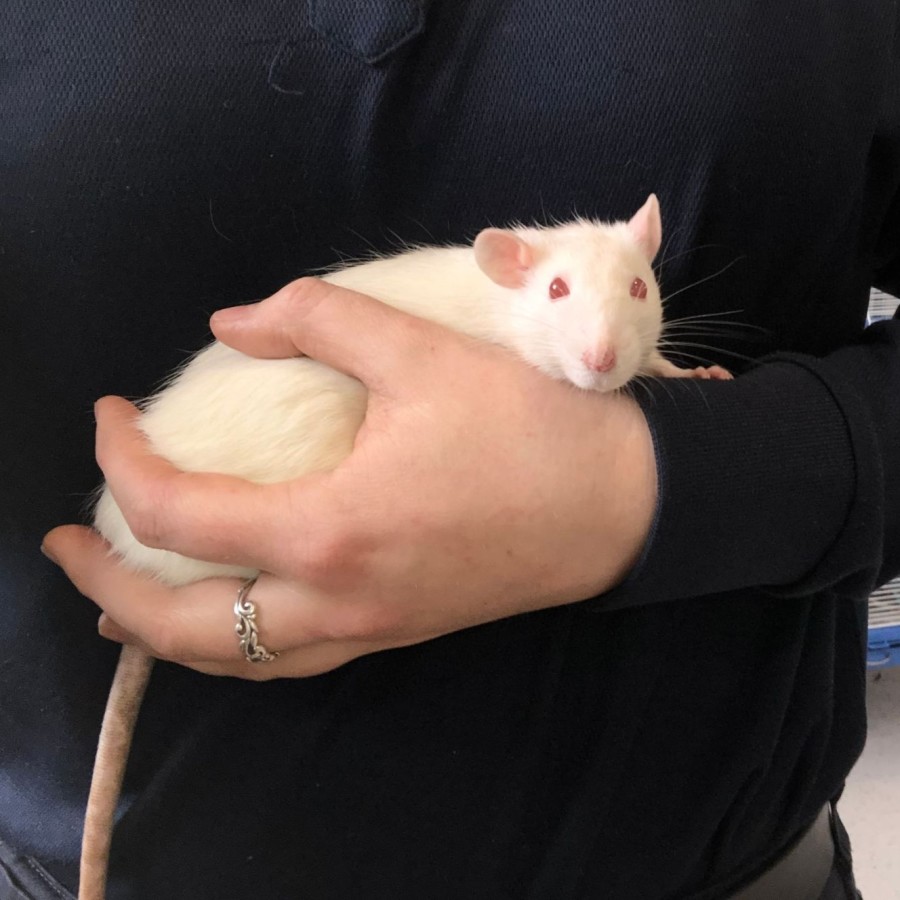 Pepper, Molly, Annie & Sandy - Female Rat in NSW - PetRescue