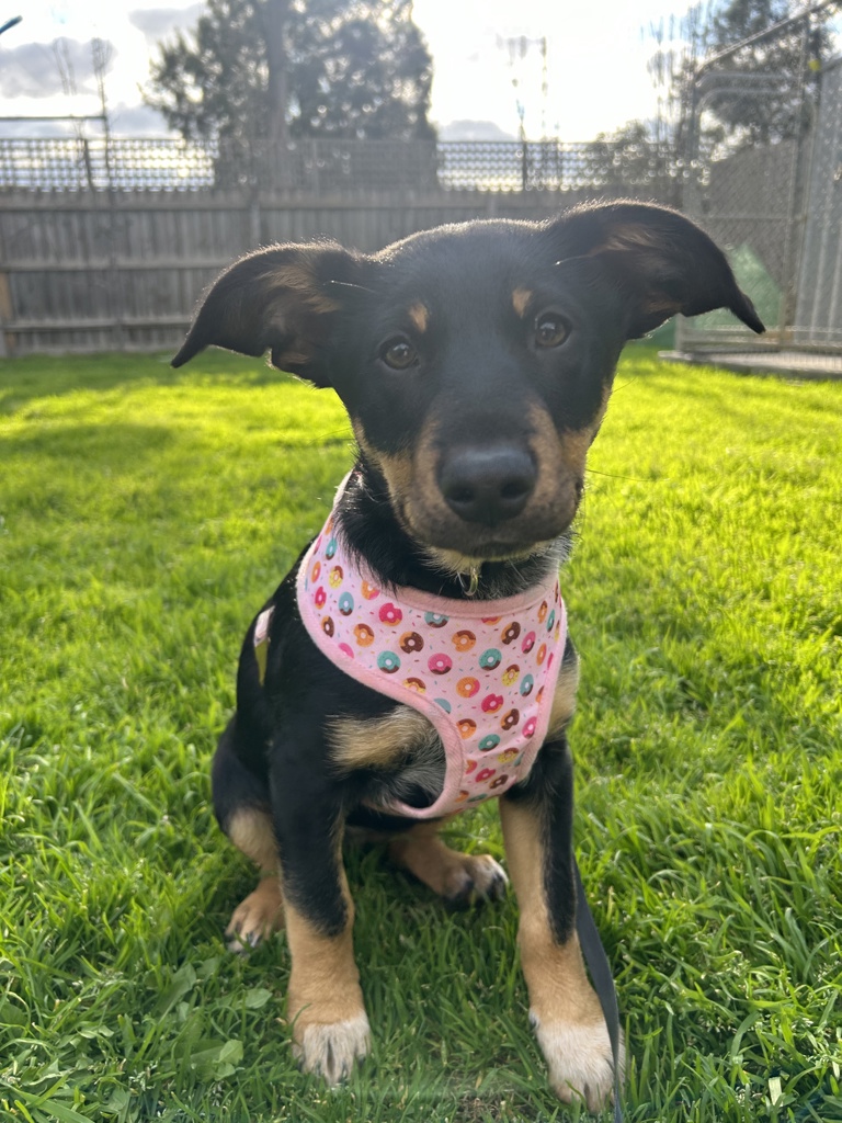 Narla Medium Female Bull Arab x Kelpie Mix Dog in VIC PetRescue