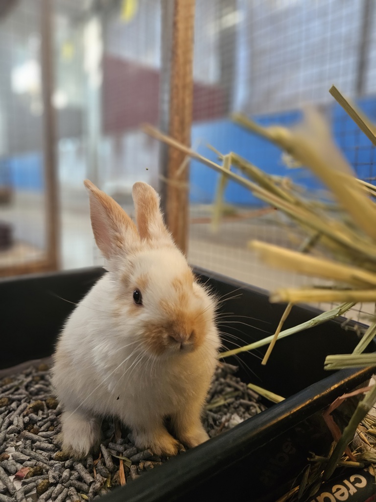 Blue Jean - Male Bunny Rabbit Mix Rabbit in WA - PetRescue