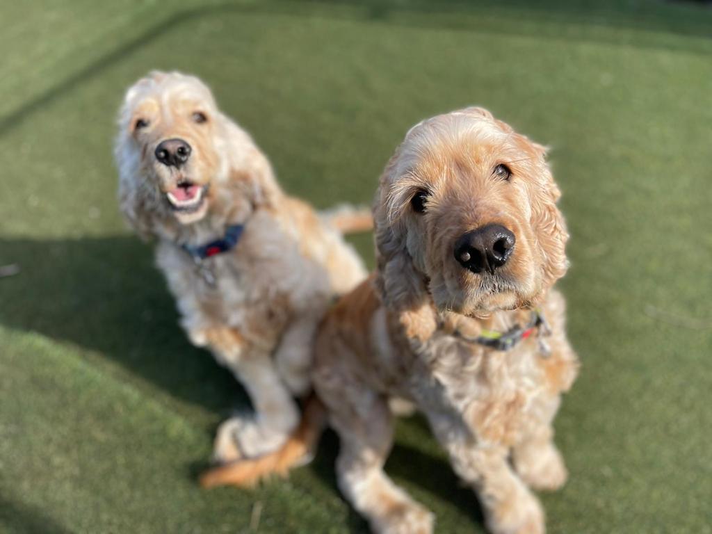 Otis - Medium Male Cocker Spaniel Mix Dog in VIC - PetRescue