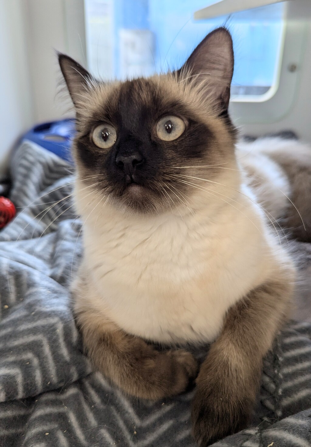 Sharalanda - Female Domestic Medium Hair x Ragdoll Mix Cat in QLD ...
