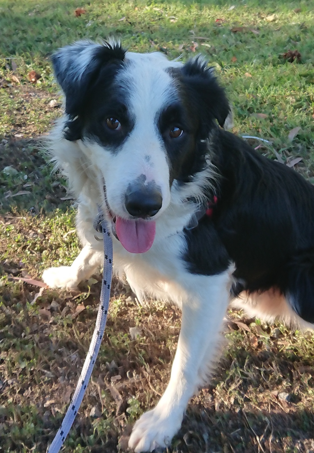 Border - Medium Male Border Collie Mix Dog in QLD - PetRescue