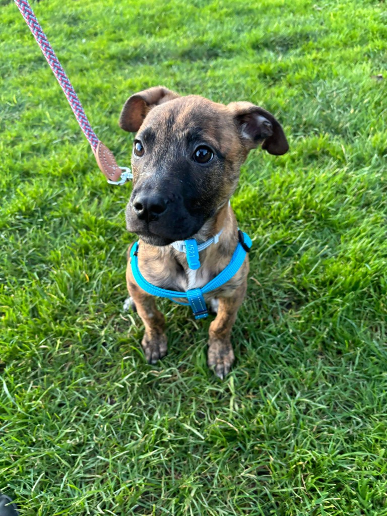 Eddie Large Male Rhodesian Ridgeback x Staffordshire Bull Terrier Mix Dog in VIC PetRescue