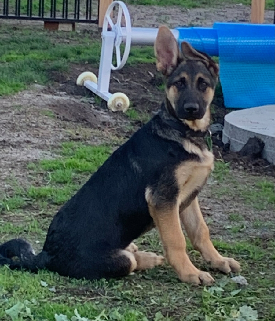 Harry Large Male German Shepherd Dog in NSW PetRescue