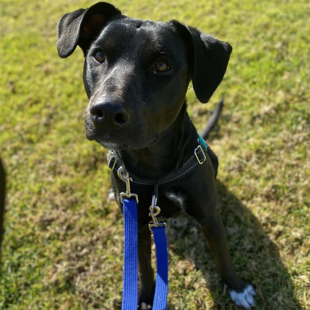 mouse-medium-female-irish-wolfhound-x-kelpie-mix-dog-in-vic-petrescue
