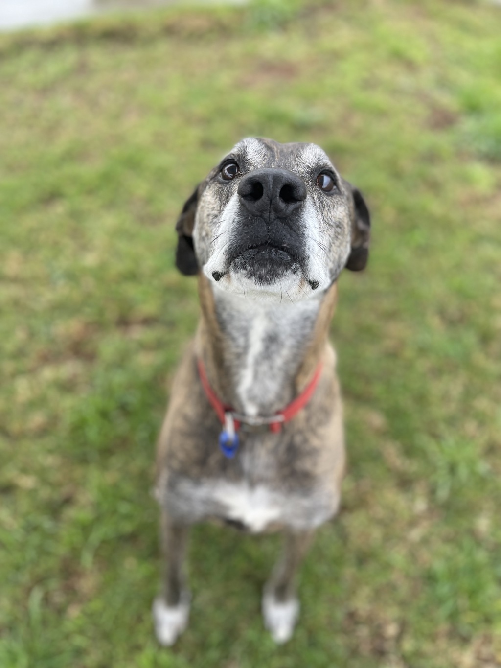 Daisy Large Female Bullmastiff x Irish Wolfhound Mix Dog in VIC PetRescue