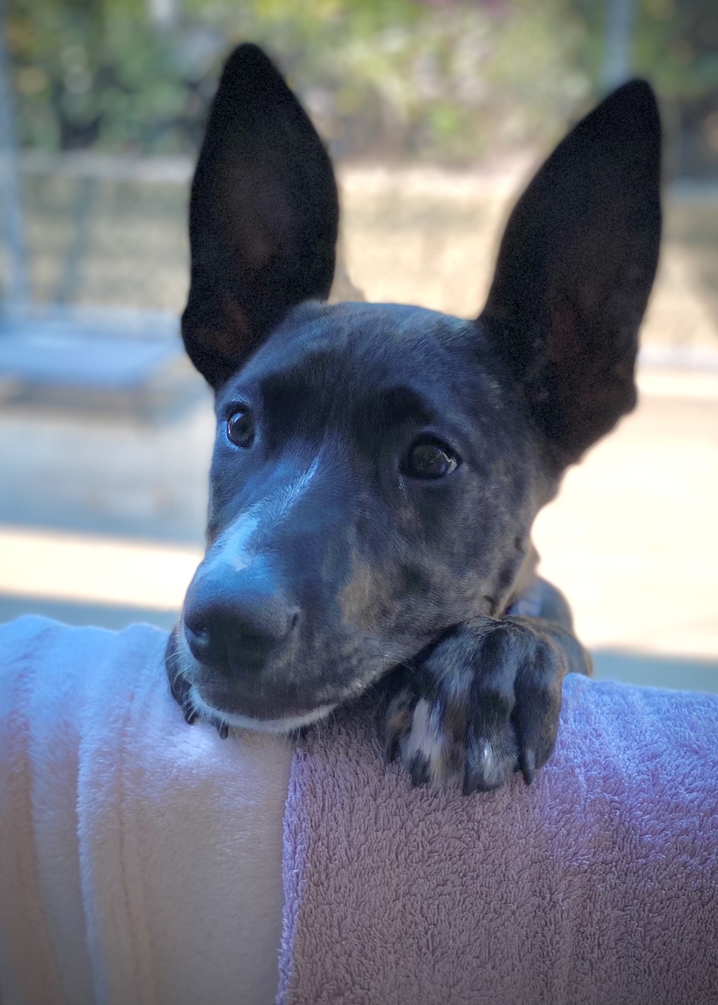 Chili Medium Female Bull Arab x Kelpie Mix Dog in QLD PetRescue
