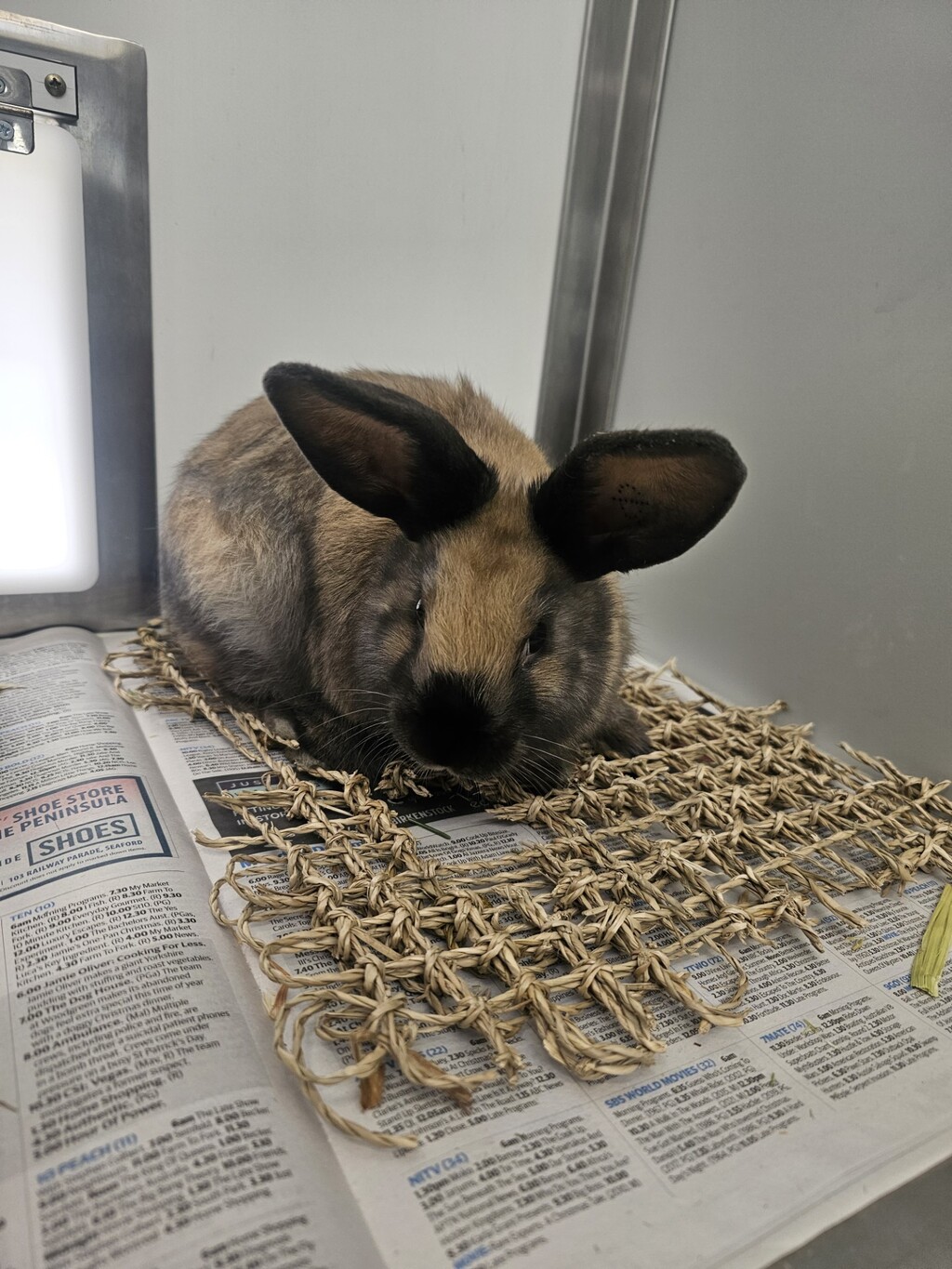 Cookie Dough - Male Cinnamon x Rex Rabbit in VIC - PetRescue