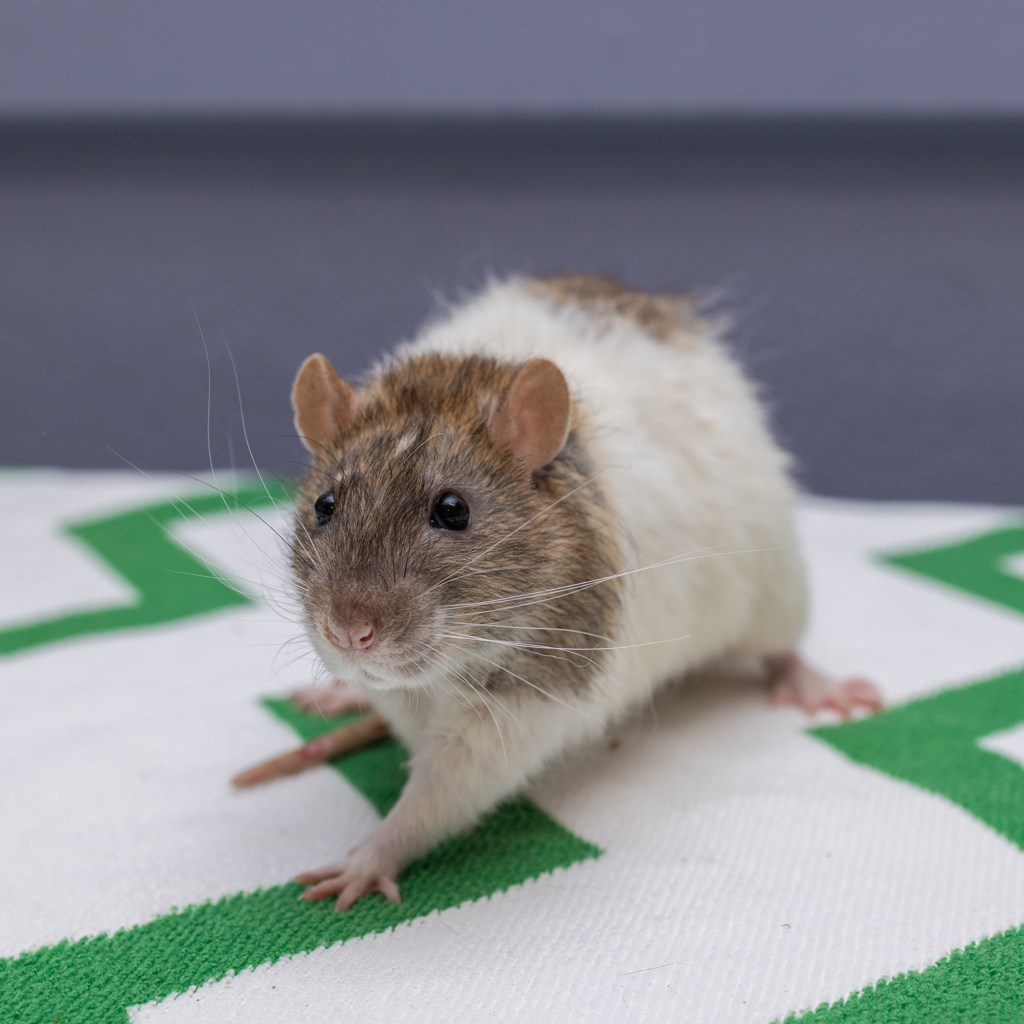 Mixture Rats Doofy - Male Fancy Rat Mix Rodent in QLD - PetRescue